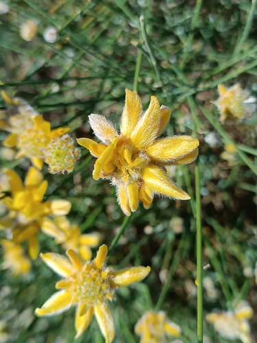Avistamiento Genista umbellata