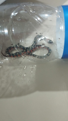 Amazon False Coral Snake