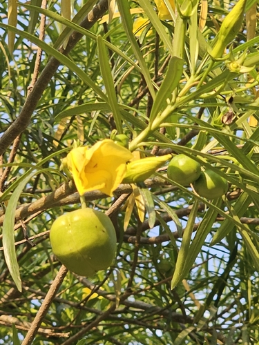 Be-still tree