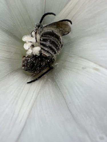 iNaturalist observation photo of Bindweed Turret Bee