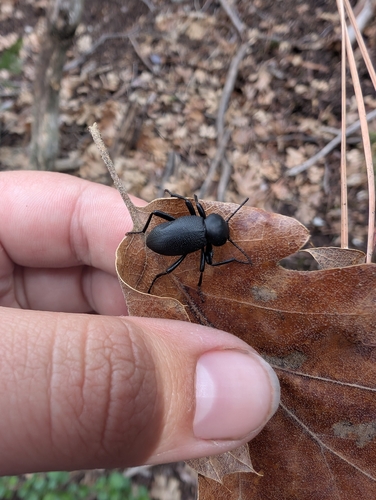 iNaturalist observation photo of Desert Stink Beetles