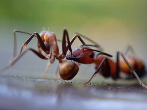 Nicobar Carpenter Ant