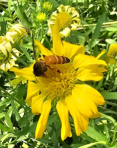 Giant Honey Bee