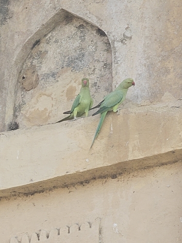Rose-ringed Parakeet