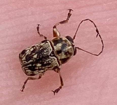 Pachybrachis subvittatus