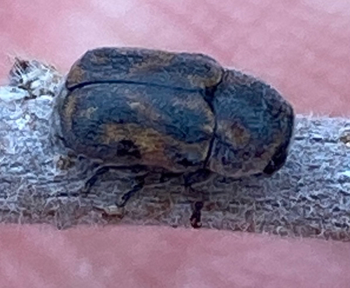 Pachybrachis morosus