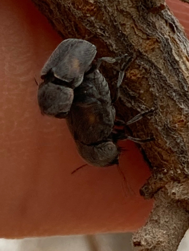Pachybrachis morosus