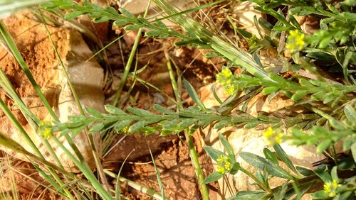 Notoceras bicorne