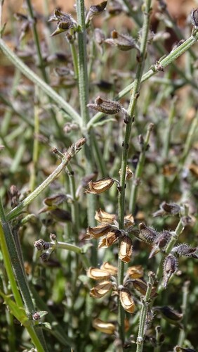 Egyptian sage