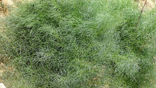 Giant Fennel