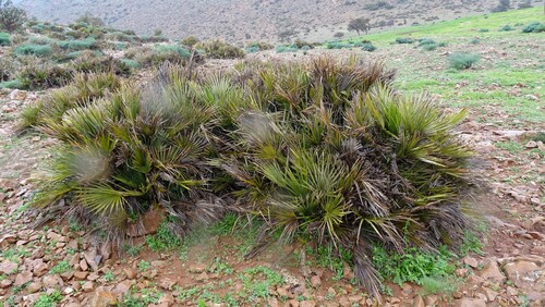 Mediterranean fan palm