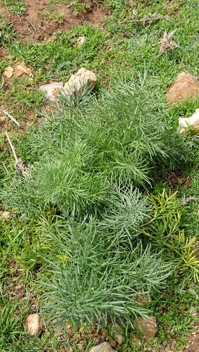 Italian Thapsia