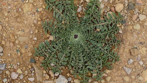 Centaurea oranensis