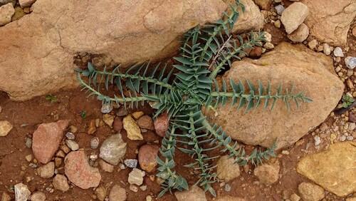 Carthamus pinnatus