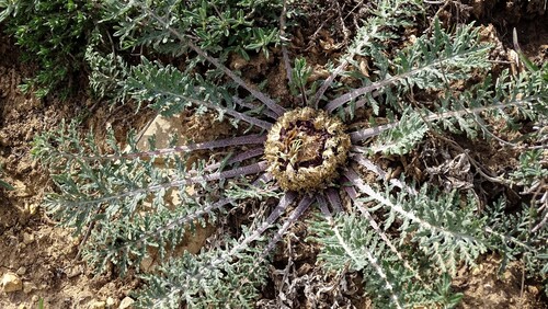 Rhaponticum acaule