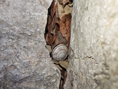Chilostoma colubrinum colubrinum