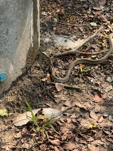 Yellow-spotted Keelback