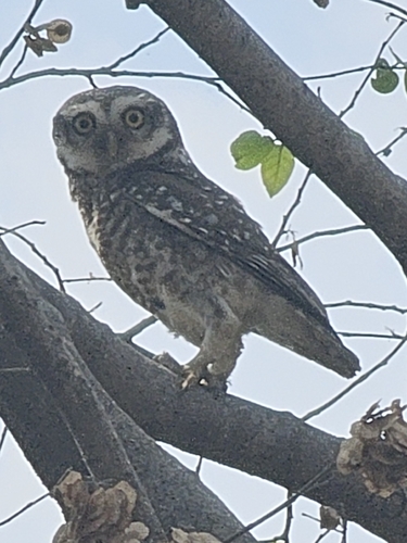 Spotted Owlet