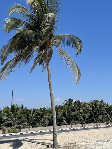 coconut palm