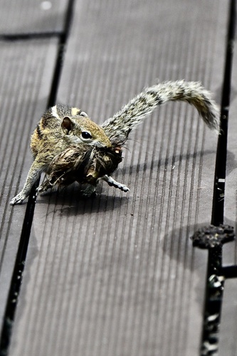 Three-striped Palm Squirrel