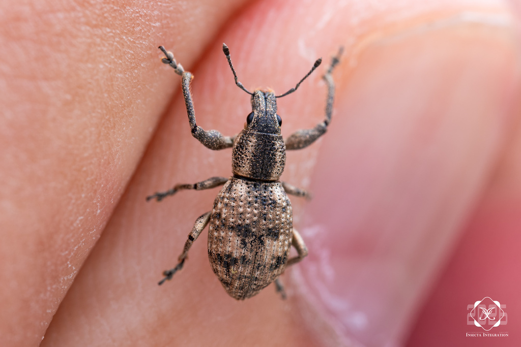 Simuchang Insect Sympiezomias shanghaiensis from 中国江苏省南京市玄武区 on April 2, 2026 at 02:34 ...