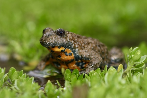 yellow-bellied toad