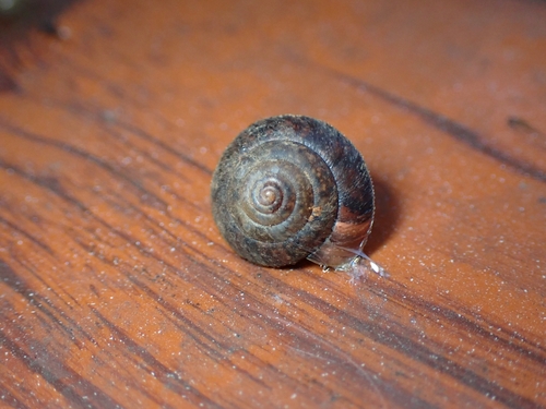 Aegista klapperichi