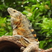 Western Spiny-tailed Iguana - Photo (c) Daniel, all rights reserved, uploaded by Daniel