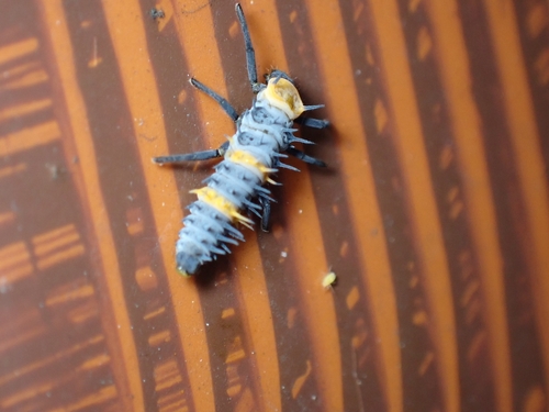 Megalocaria dilatata