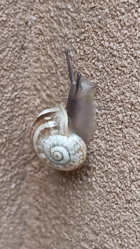 Eobania vermiculata