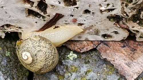 Cantareus apertus