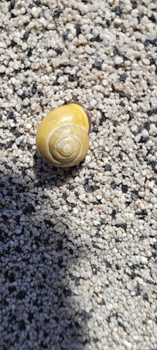 Cepaea nemoralis