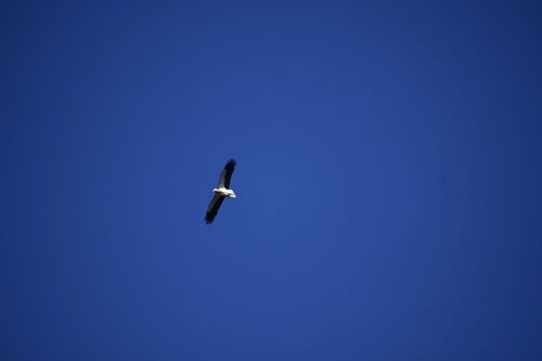 Avistamiento Alimoche común