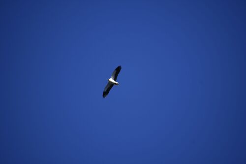 Avistamiento Alimoche común