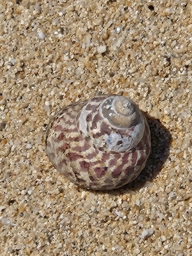 Phorcus sauciatus