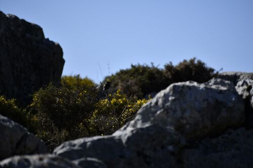 Avistamiento Saxicola rubicola