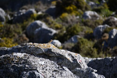 Avistamiento Saxicola rubicola