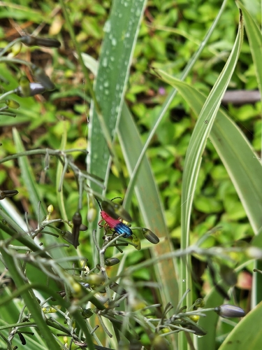 Thonalmus milleri