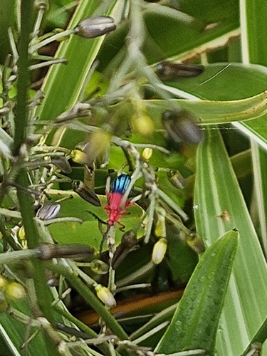 Thonalmus milleri