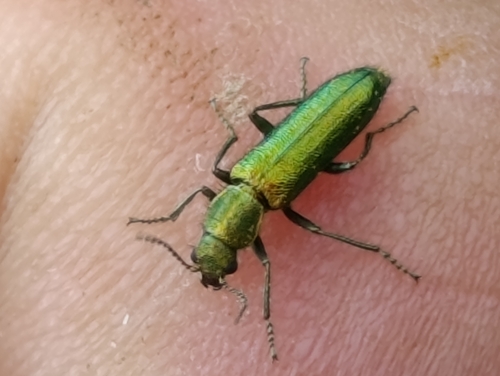 Psilothrix viridicoerulea