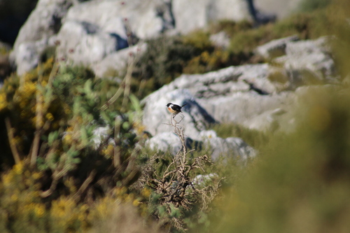 Avistamiento Saxicola rubicola