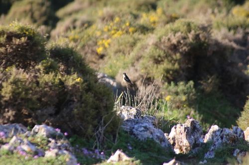 Avistamiento Saxicola rubicola