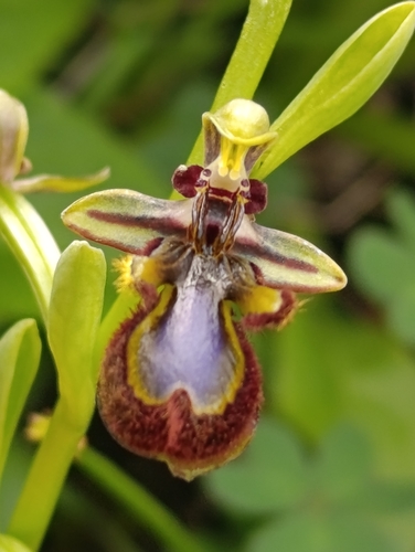 Mirror Orchid