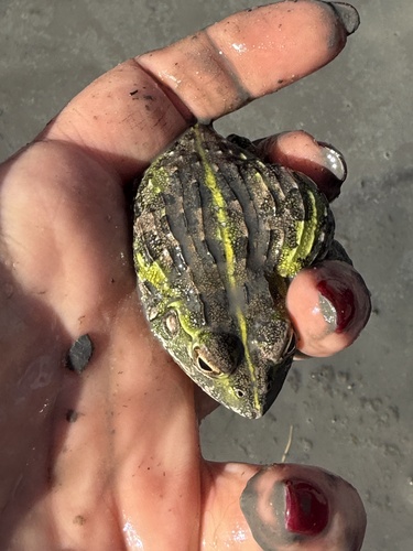 Giant African Bullfrog