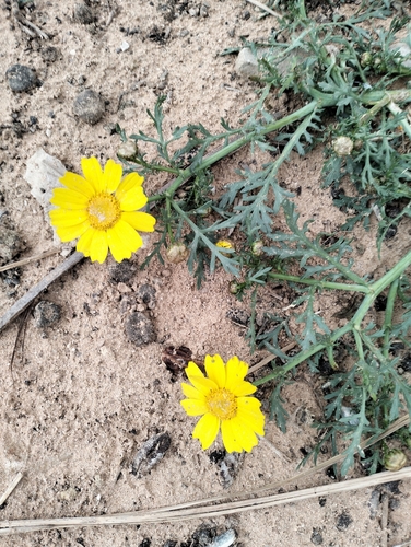 Garland Daisy