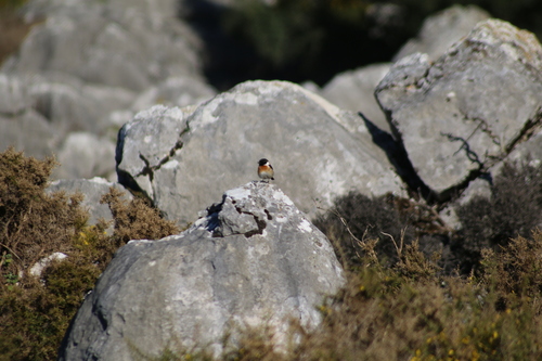 Avistamiento Saxicola rubicola