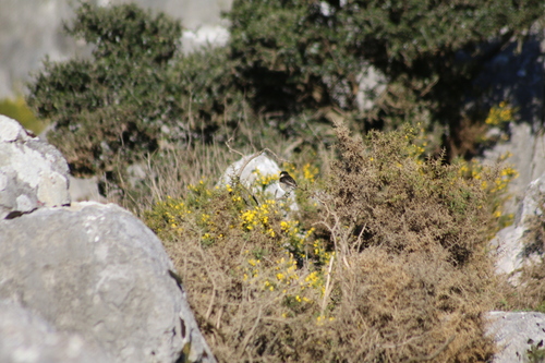Avistamiento Saxicola rubicola