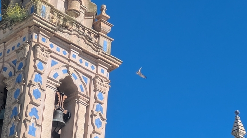 Avistamiento Cernícalo primilla (Vega de Granada)