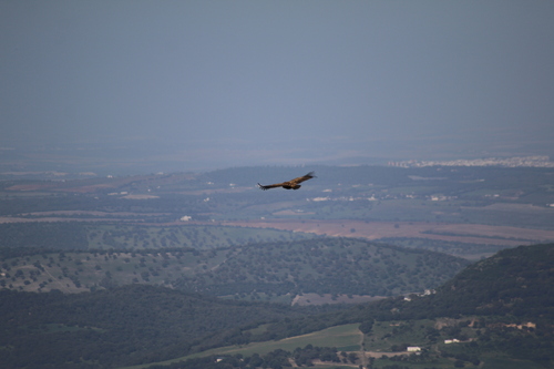 Avistamiento Buitre leonado