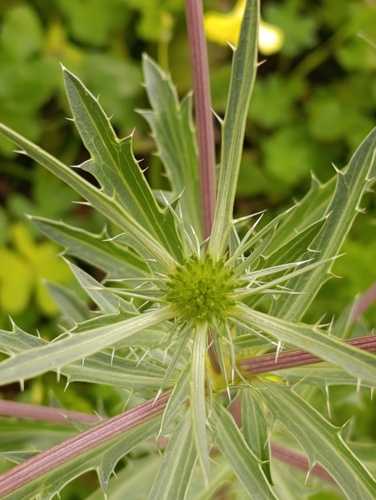 Eryngium dichotomum